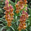 Digitalis Obscura Sunset